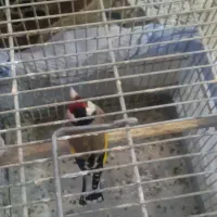 فروش 4عدد سره قفسی