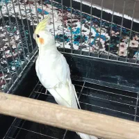 عروس هلندی