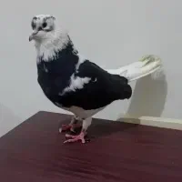 ی نر ابلاغ غریب گیر