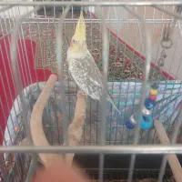 عروس هلندی نر سخنگو معاوضه