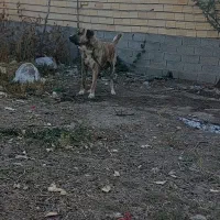 سگ سرابی قد۸۰