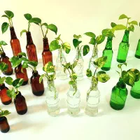 قلمه گل پتوس ابلق، ارتشی، قاشقی، کاکتوس، زیپلین|گل و گیاه طبیعی|تهران, صادقیه|دیوار