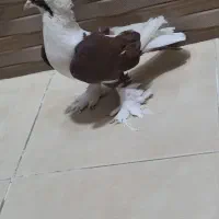 کبوتر قمرمز ابلاغ مایا