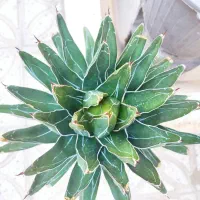 گل گلدان اگاو کاکتوس ساکولنت کلکسیونی و خاص