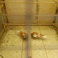 کبوتر افغانی نژاد خالص ابلغ زرد