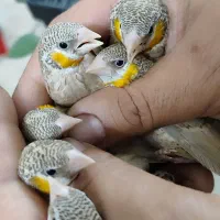 فنچ گلدین،جغدی،ستاره ای