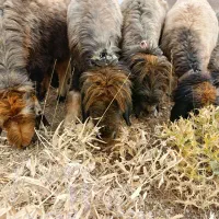 میش بختیاری اصل