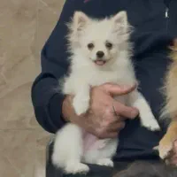 سگ پامرین|سگ|ری, اقدسیه|دیوار