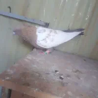 کفتر فروشی|پرنده|شیروان (خراسان), |دیوار