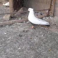 کبوتر