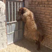 یه راس قوچ همو بشرط عالی چهار دندون