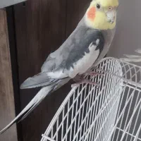 عروس هلندی نر و ماده با قفس