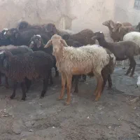 سی راس بره نر و ماده