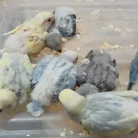 کوتوله برزیلی سرلاکی|پرنده|کاشان, لتحر|دیوار