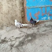 کفتر غریب گیری|پرنده|مشگین شهر, |دیوار