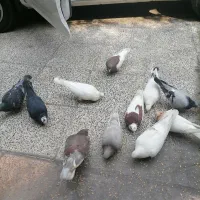 قفس کبوتر