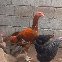 خروس لاری فروشی