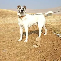 دو عدد سگ یک عدد شیتزو ماده و یک عدد سگ نگهبان نر