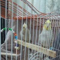 یک جفت عروس هلندی بالغ و تک سخنگو|پرنده|قرچک, محمد آباد|دیوار