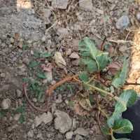 کارگر مزرعه