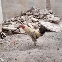 خروس رسمی محلی|حیوانات مزرعه|فشم, |دیوار
