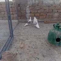 کفتر