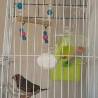 فنچ های بالغ و ماده آماده تخم گذاری