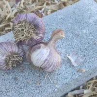 سیر بذری