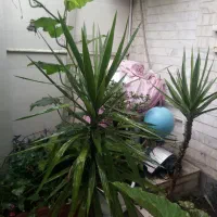 گل یوکا پنج ساله سرسبز|گل و گیاه طبیعی|رشت, دیانتی|دیوار