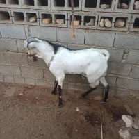 نرسومال|حیوانات مزرعه|بندرعباس, |دیوار