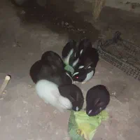 خرگوش|موش و خرگوش|رفسنجان, |دیوار