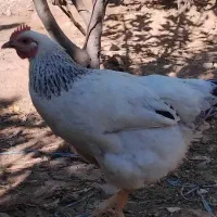 خروس مرغ کرچ شو جوان|حیوانات مزرعه|کوهسار (البرز), |دیوار