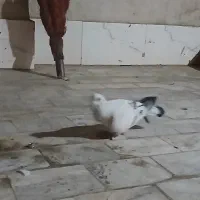 شامی نر گردن کلفت و|پرنده|رفسنجان, |دیوار