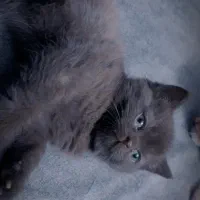 واگذاری غیر رایگان گربه هیمالین اسکاتیج|گربه|گرگان, |دیوار