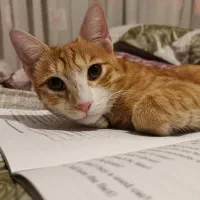 گربه