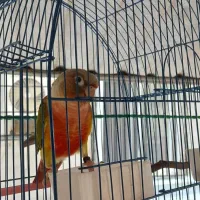 طوطی گرینچیک ۱۰ ماهه