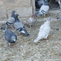 کفتر پلاکی و طوق سبز وسینه سرخ|پرنده|شیراز, سعدیه جنوبی|دیوار