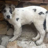 دوتا توله به درد بخور