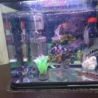 ماهی و آکواریوم|ماهی|ممقان, |دیوار