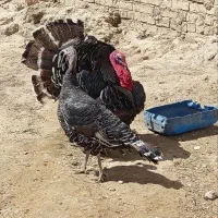 دو عدد بوقلمون