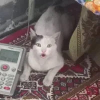 یه گربه ی خانگی در محدوده ی پارک کیو گم شده