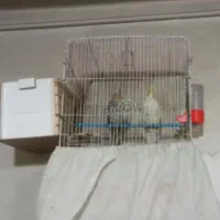 یه جفت عروس هلندی با قفس و لوازماتش