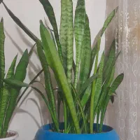 گل سانسوریا