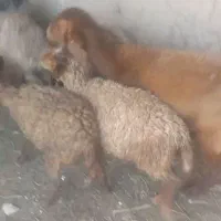 ۳راس میش،