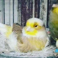 قناری گلاستر اورجینال|پرنده|بروجرد, |دیوار