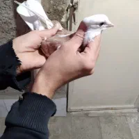 کفتر جوجه گرفتنی ۳۰۰ یه  دوکت شهرستانی|پرنده|پاکدشت, پاکدشت (مامازند)|دیوار