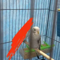 مرغ عشق ماده