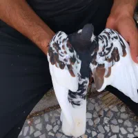 شهری ماده|پرنده|آبپخش, |دیوار