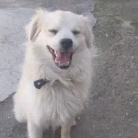 واگذاری فروش فوری نژاد پامر صحیح سالم ب شرط