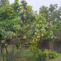 به(هیوا)وانواع سیب سفیدسیب قرمزوسیب ترس